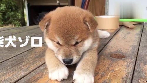 小柴犬视频,小柴犬视频里的欢乐时光