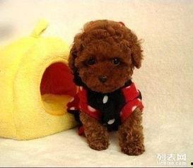 泰迪狗生产视频,泰迪狗生产全过程揭秘